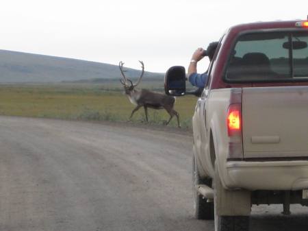  “We stopped to take some pictures and this caribou crossed right in front of us,” reported Brad Stefano (CH2M HILL safety manager), who snapped these shots.